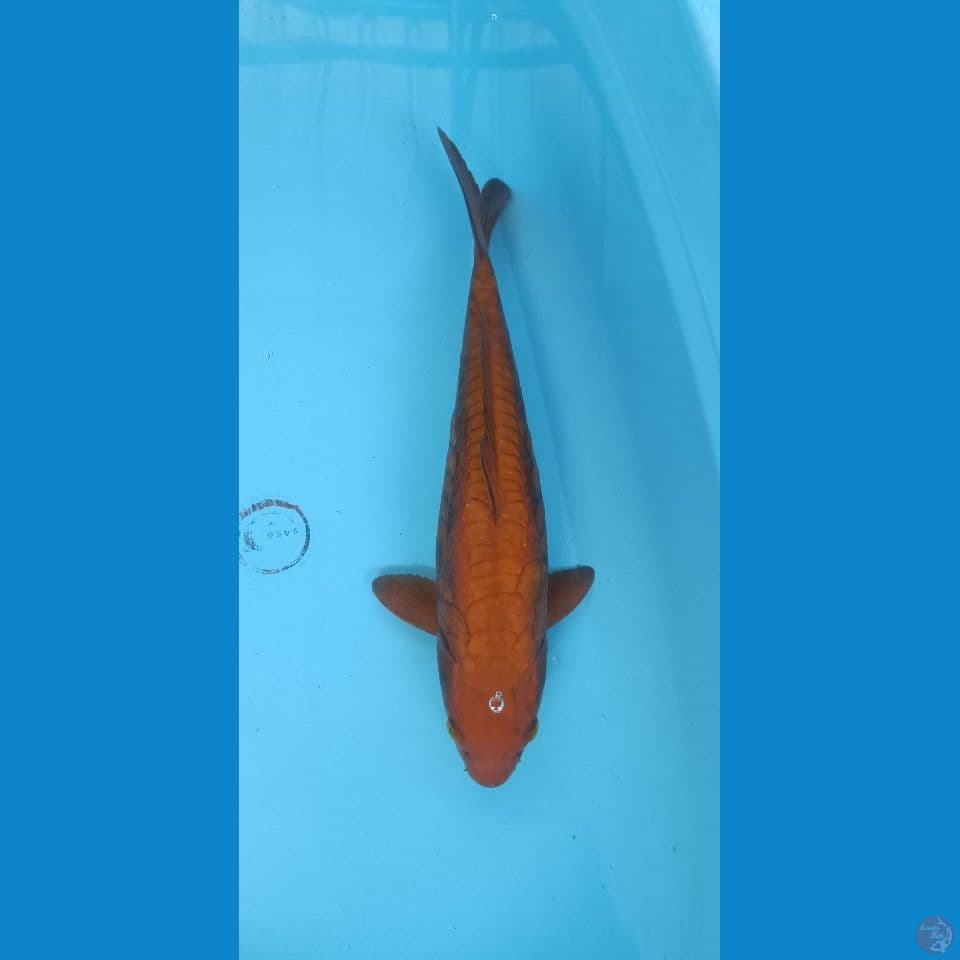 35 cm Chagoi tembaga Aragoke