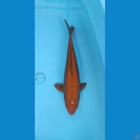35 cm Chagoi tembaga Aragoke