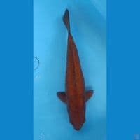 34 cm Chagoi Tembaga Aragoke