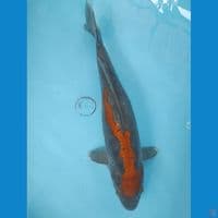 40 cm Ochiba Aragoke