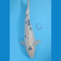 40 cm Beko