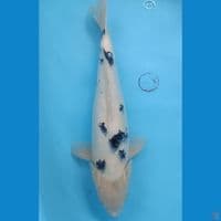 42 cm Bekko