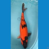 48 cm utsuri 