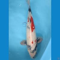 50 cm Showa