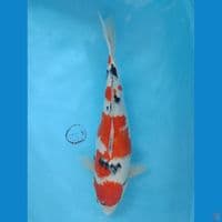 43 cm Sanke