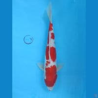 38 cm Kohaku