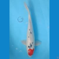 40 cm Tancho Sanke