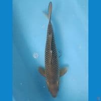 41 cm Soragoi