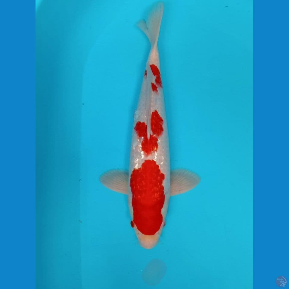 KOHAKU GINDRIN STEP 3 36 CM 