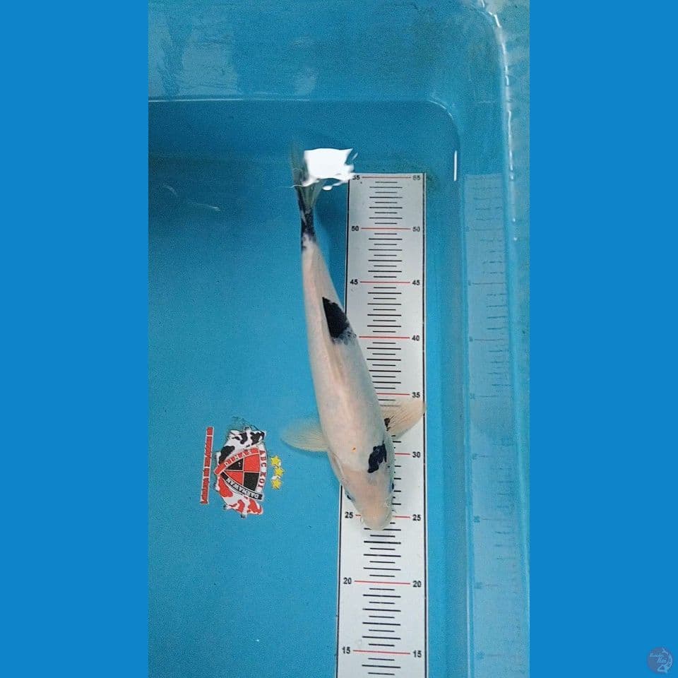 Shiro Utsuri 33 cm 
