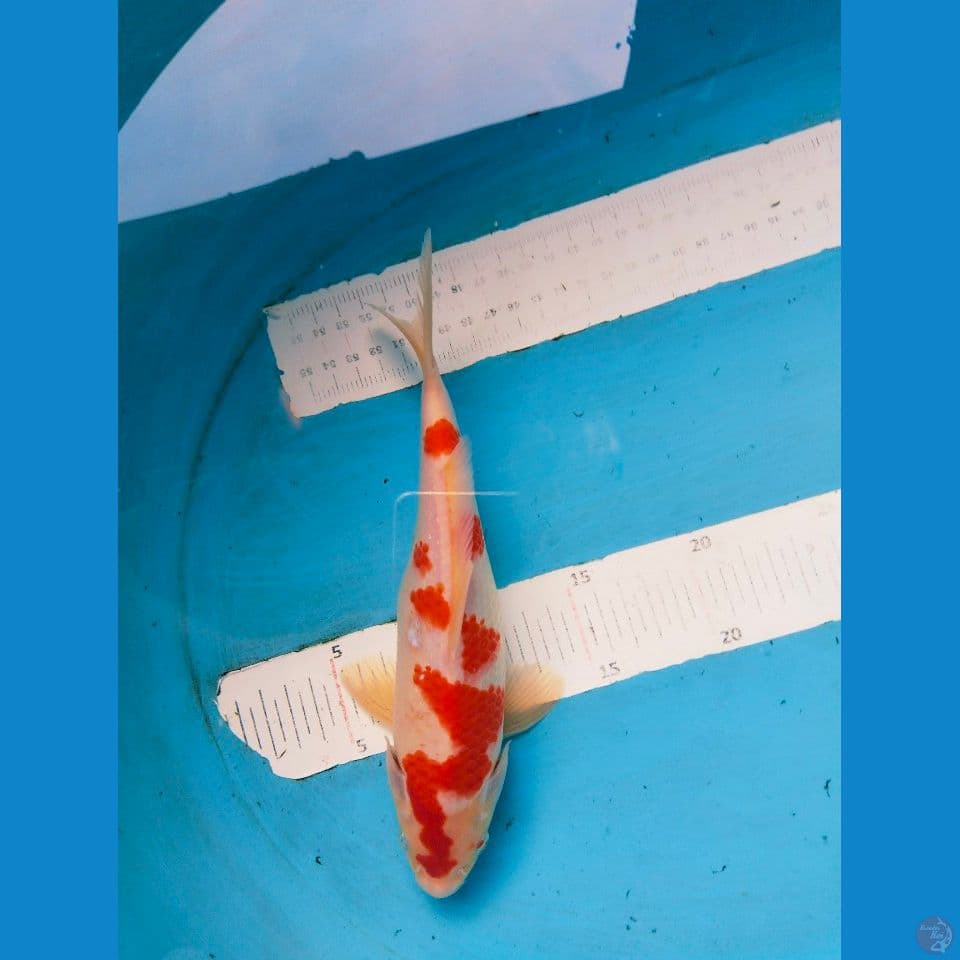 kohaku 25cm ~M