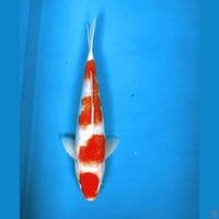 Maruten Kohaku Ginrin 30cm