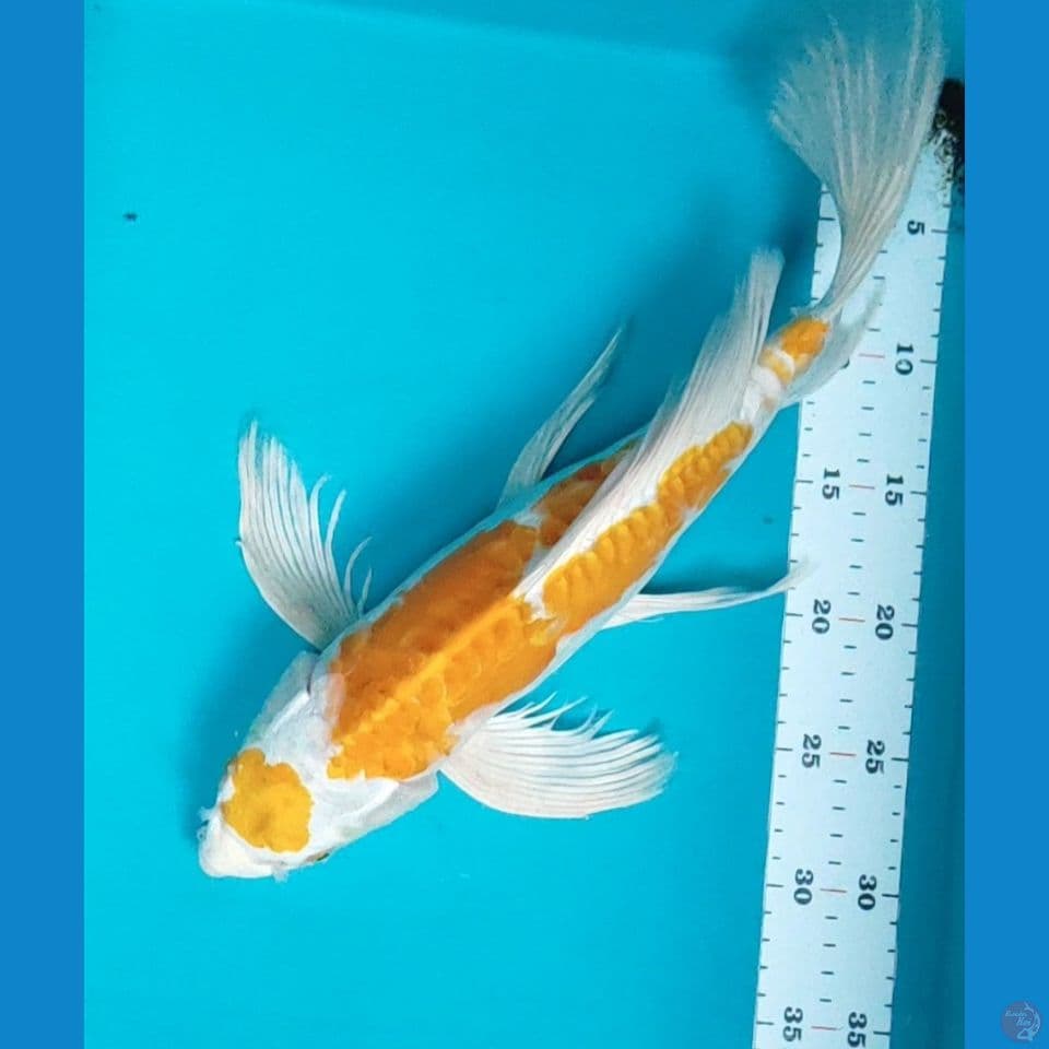 Kumpay Hariwake 41cm (atas mulut agak dekik)