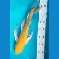 Kumpay Ogon 36cm Male