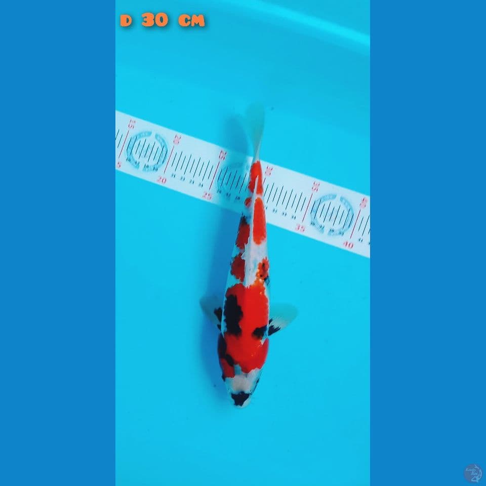 showa 30cm