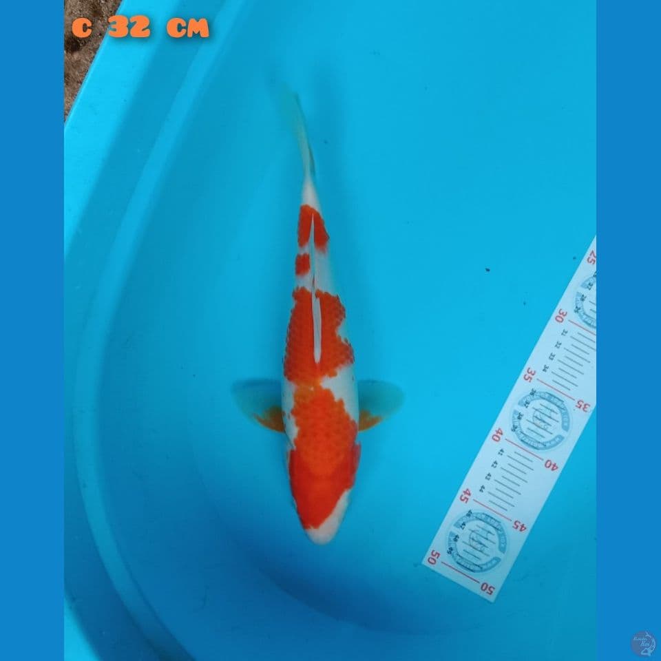 kohaku 32cm