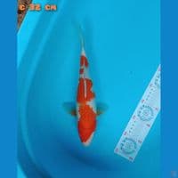 kohaku 32cm