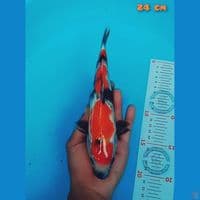 showa 24cm