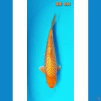 red karasi hq 22 cm
