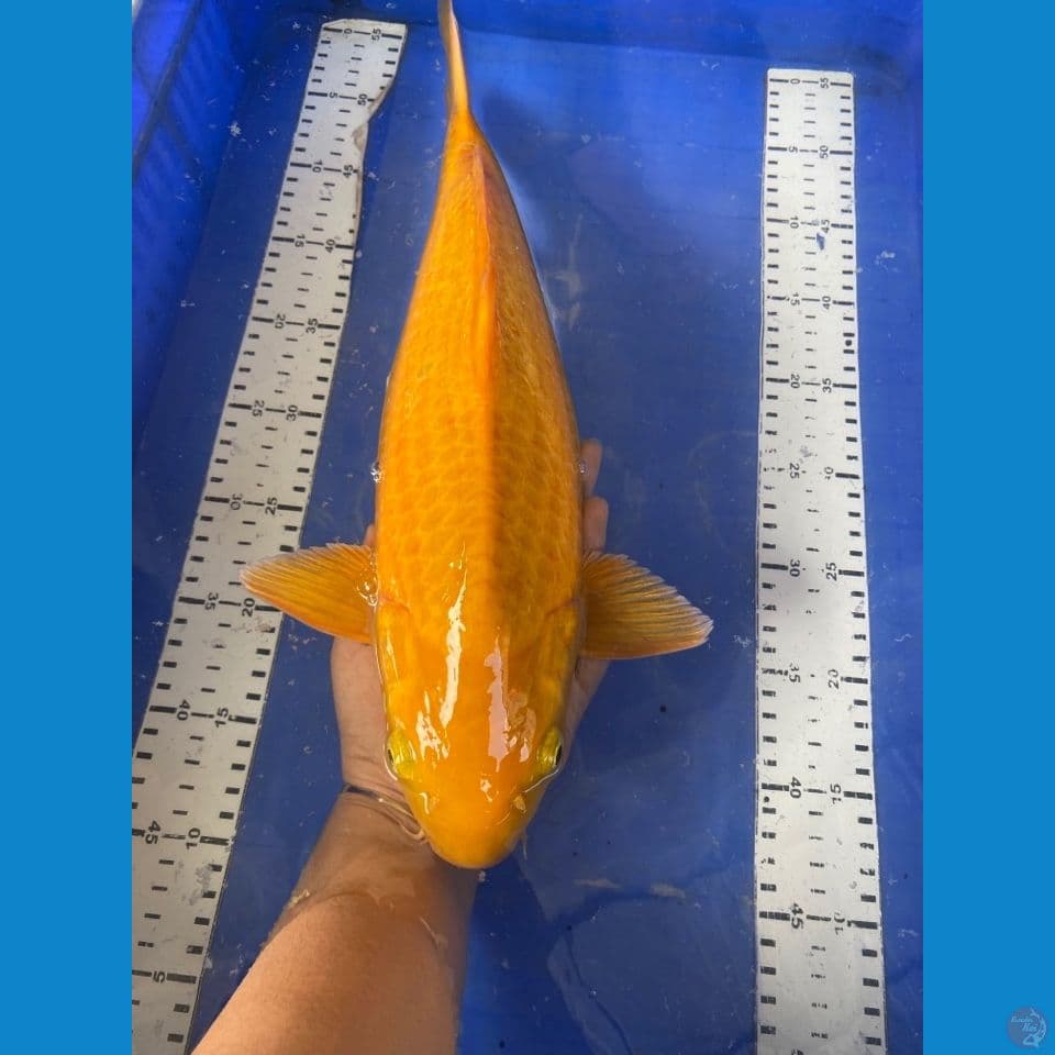 karashi jantan punuk 42