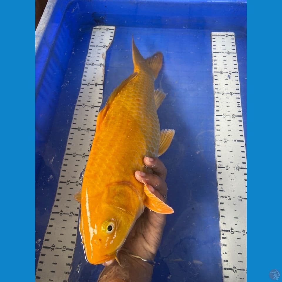 karashi jantan punuk 42