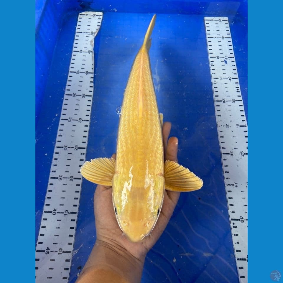 jantan karashi 36