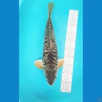 jumbo aragoke 50 cm male