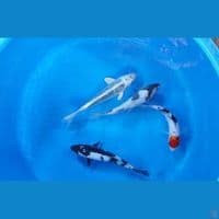 Si putih dkk 21-25 cm