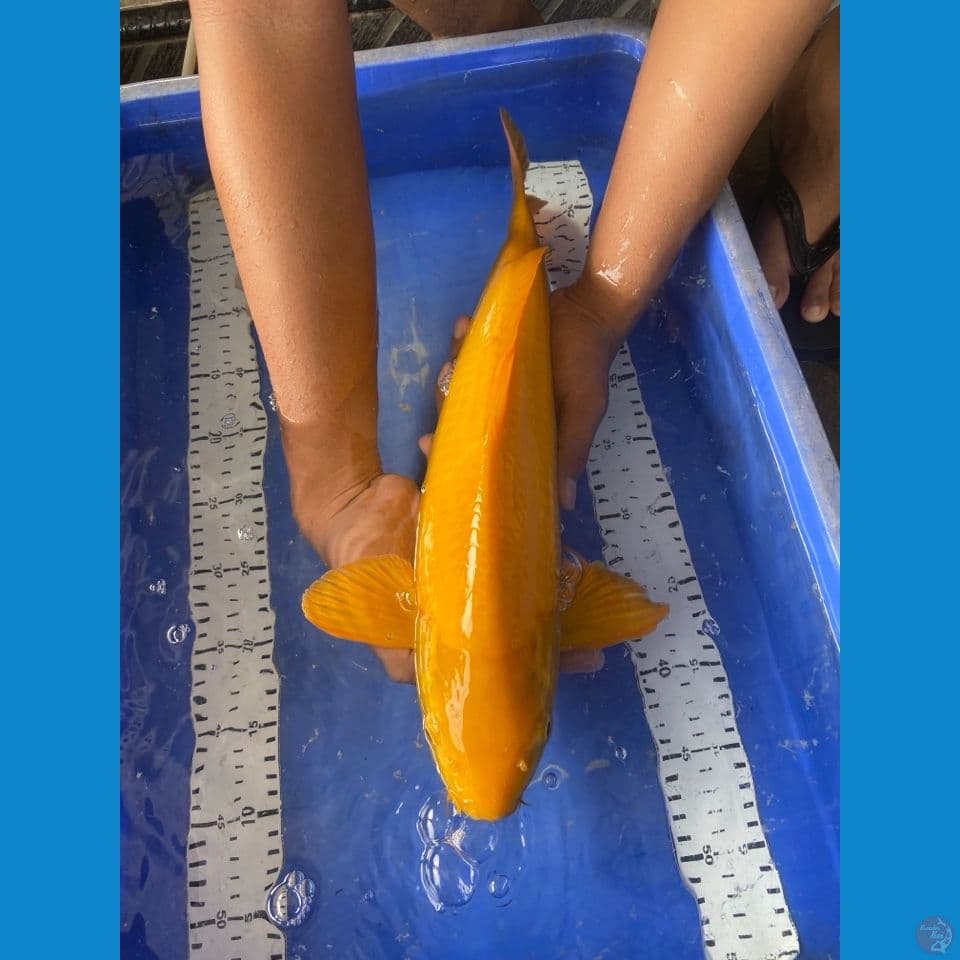 jantan 46 cm karashi