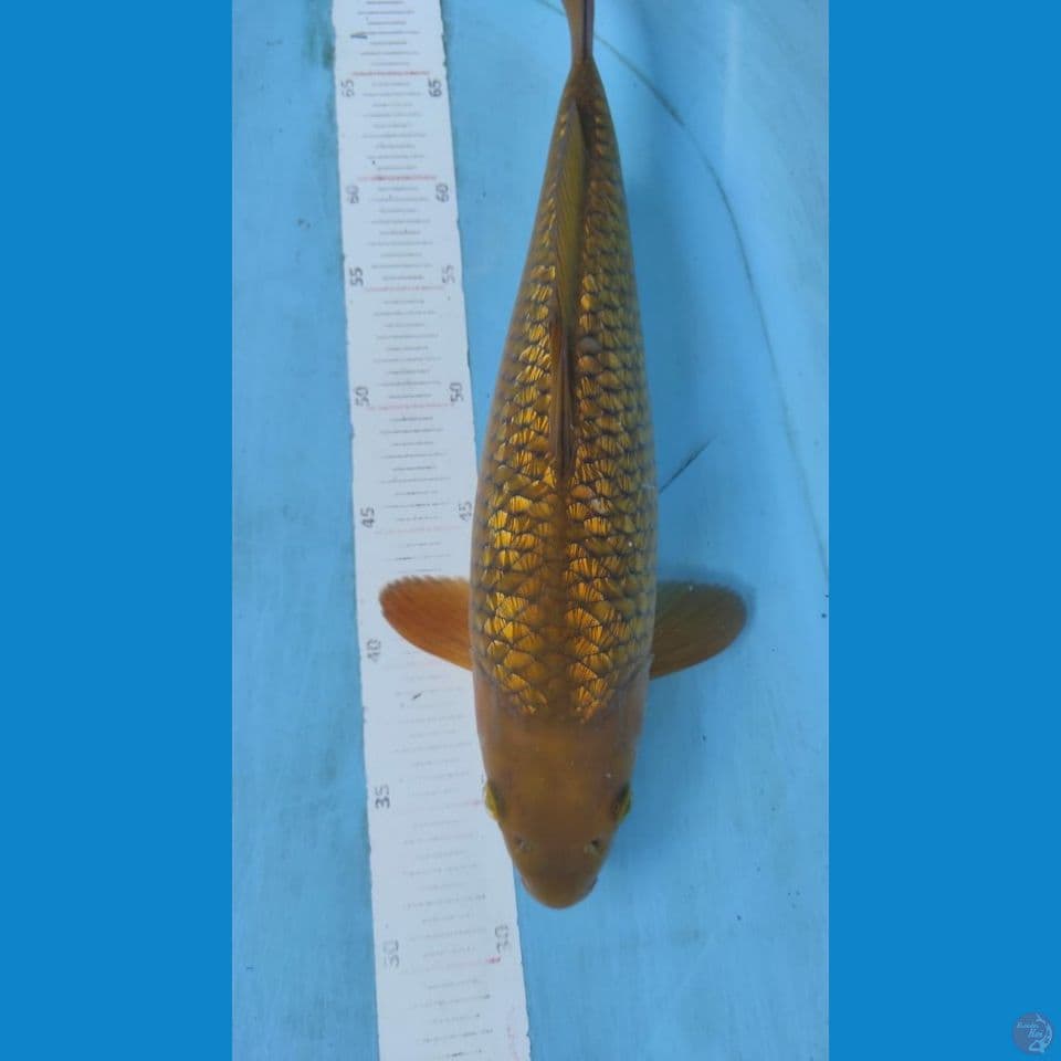 midori gindrin 35cm