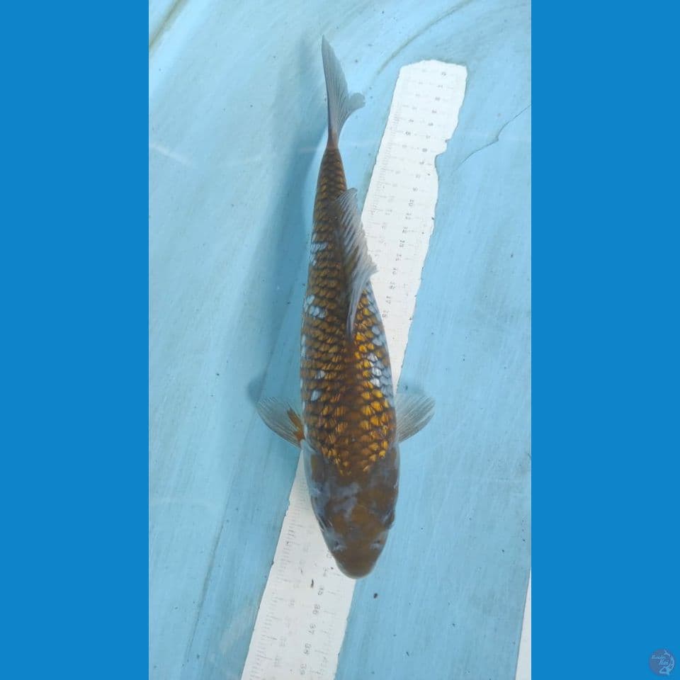 ochiba 30 cm