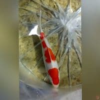 KOHAKU GOOD PATREN M23