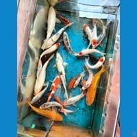 mix koi 30ekor 23-35cm 25ekor