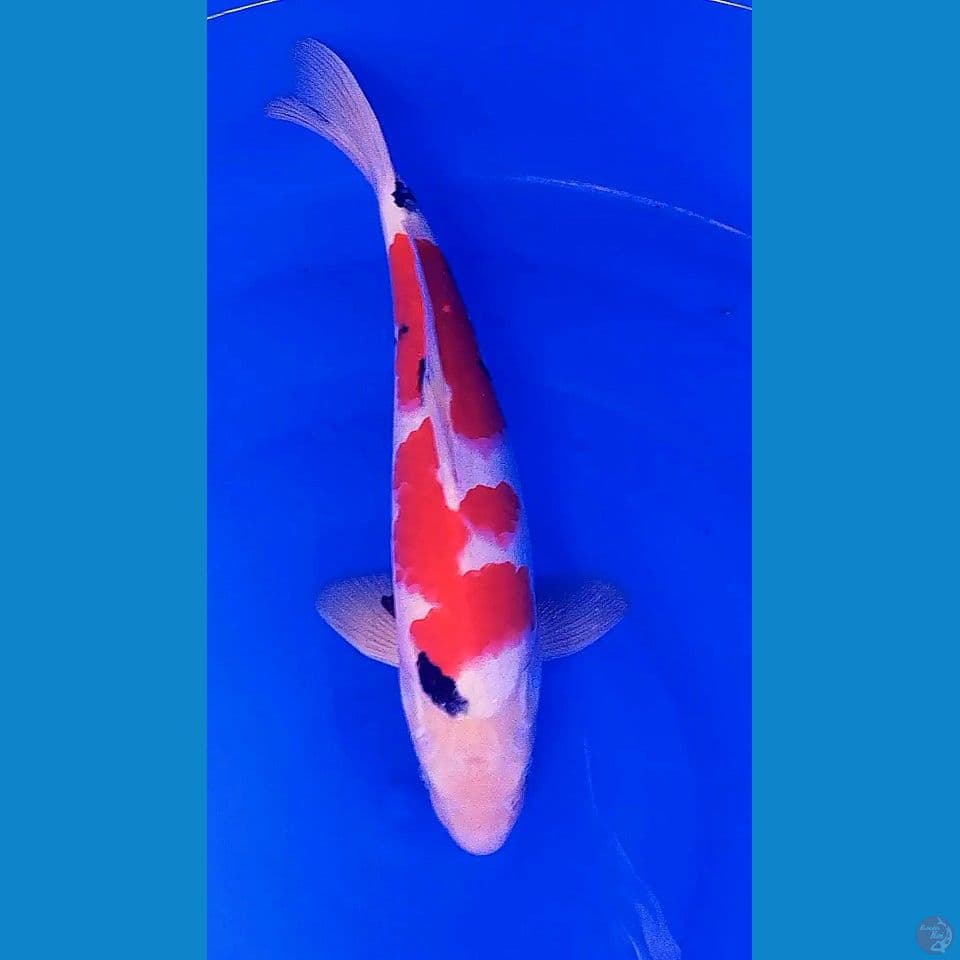 38cm boshu red strong