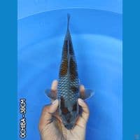 OCHIBA 30CM