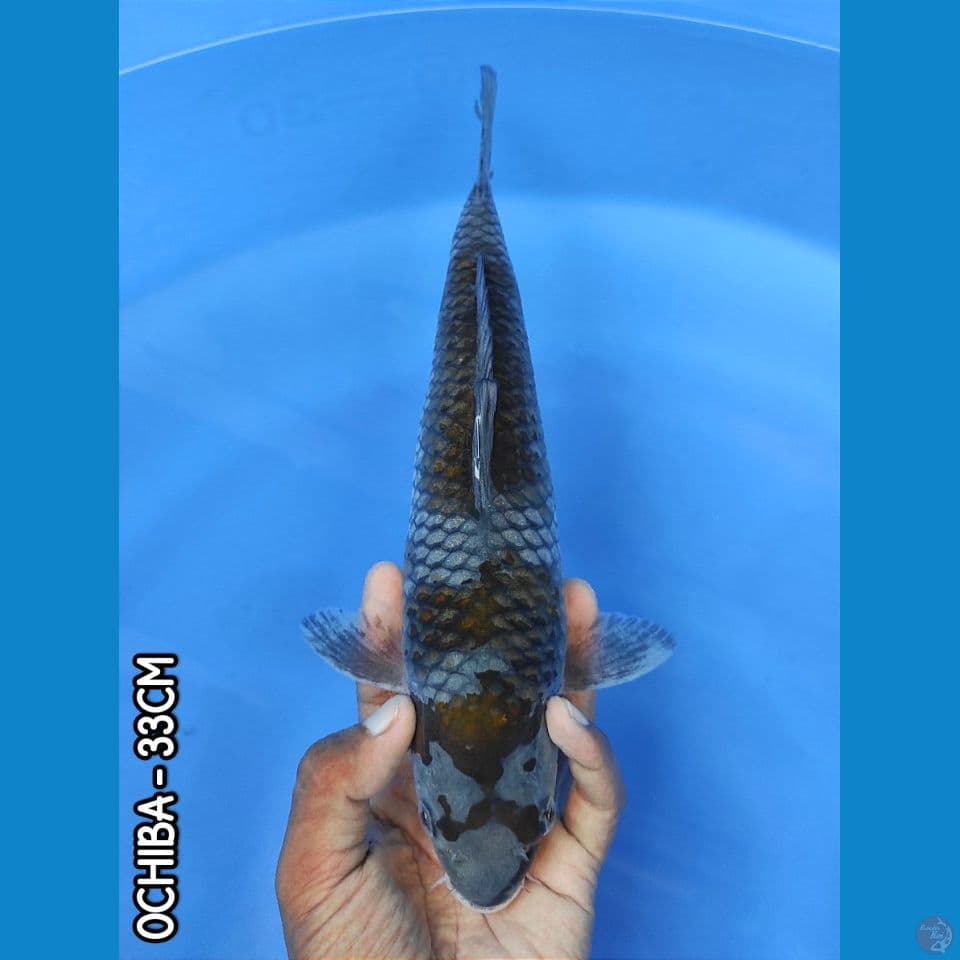 OCHIBA 33CM