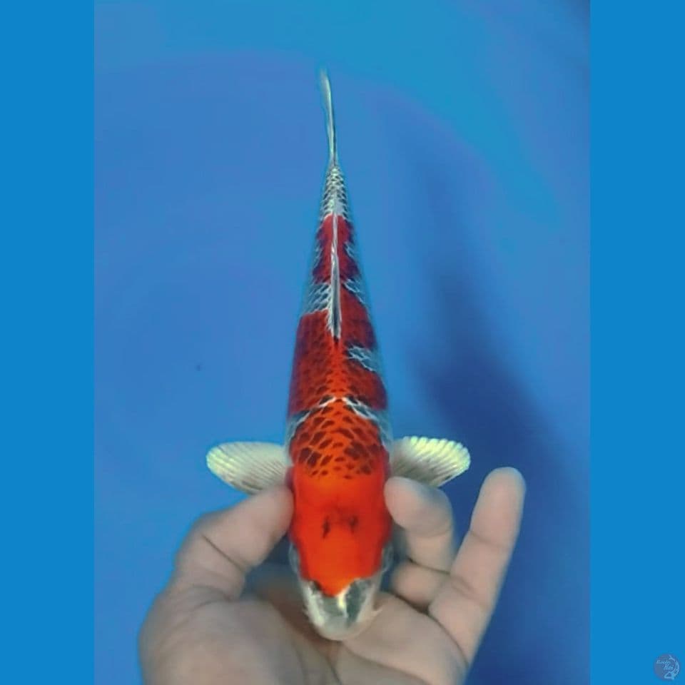 GINGA 28CM