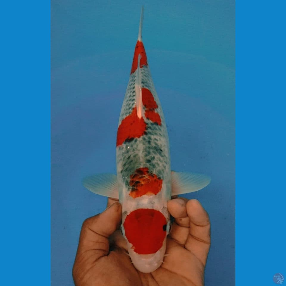 MARUGHO 37CM