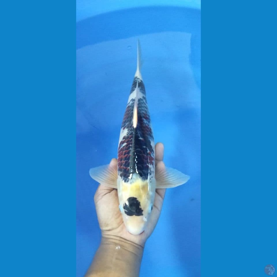 SUMI GOROMO 43CM