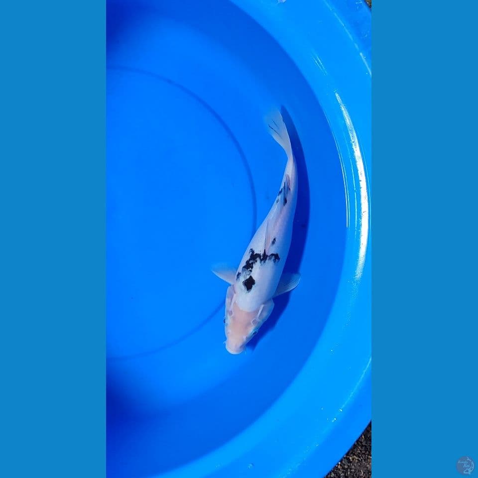 beko putih bersih f34 cm