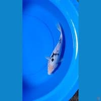 beko putih bersih f34 cm