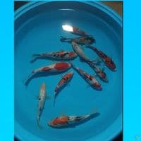 mix koi 16-25cm