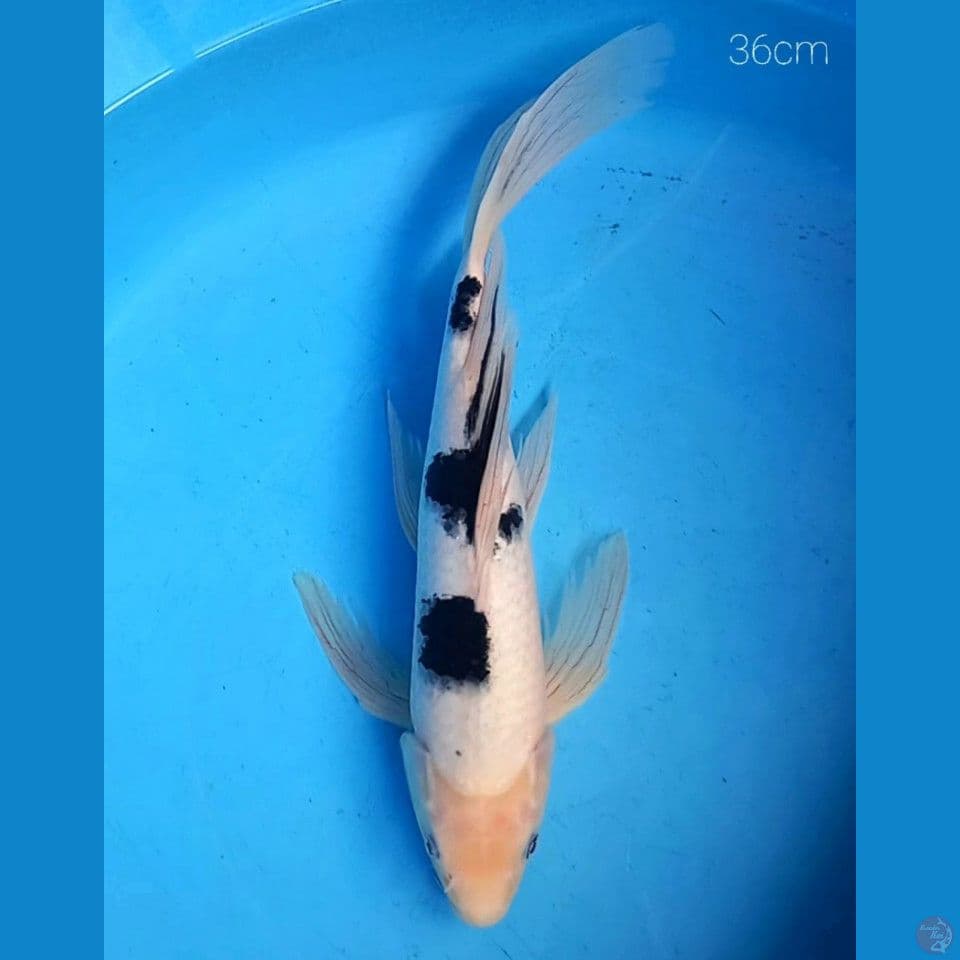 BEKKO KUMPAY 36CM MALE