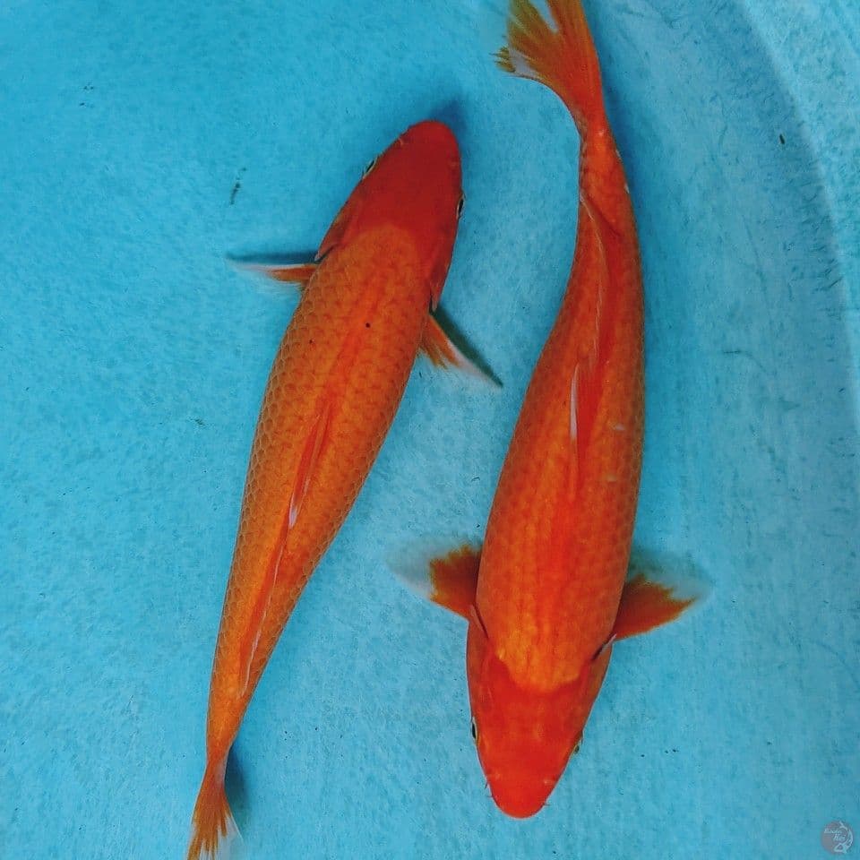 AKA HAJIRO 32,33 CM