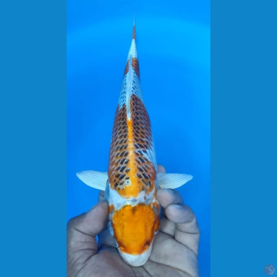 KUJAKU 33CM