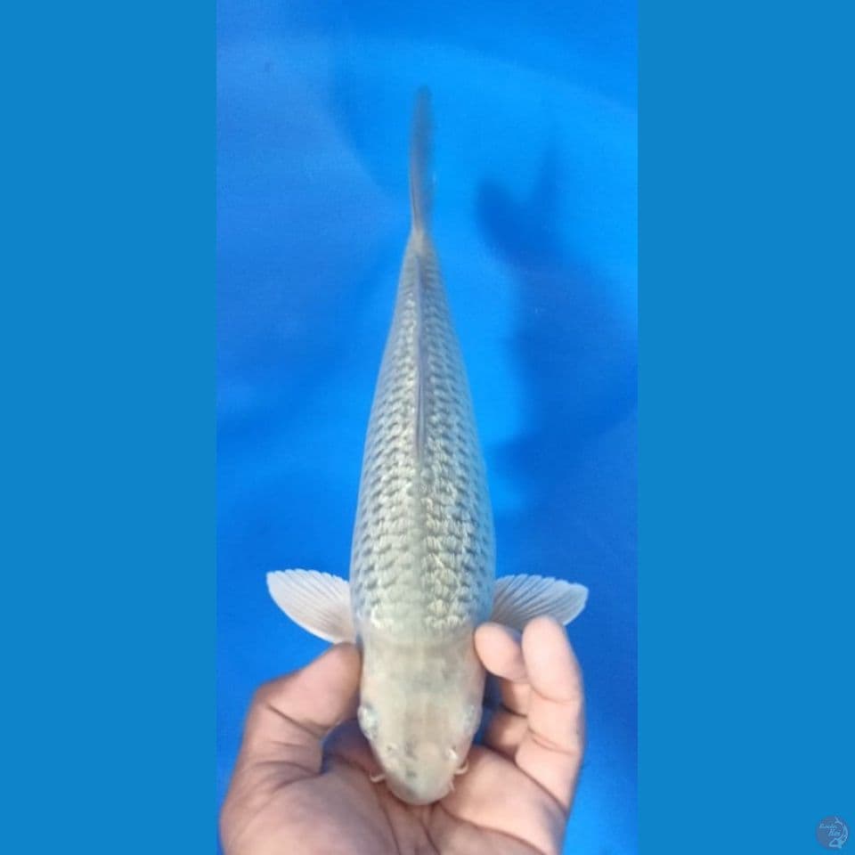 SORAGOI 33CM