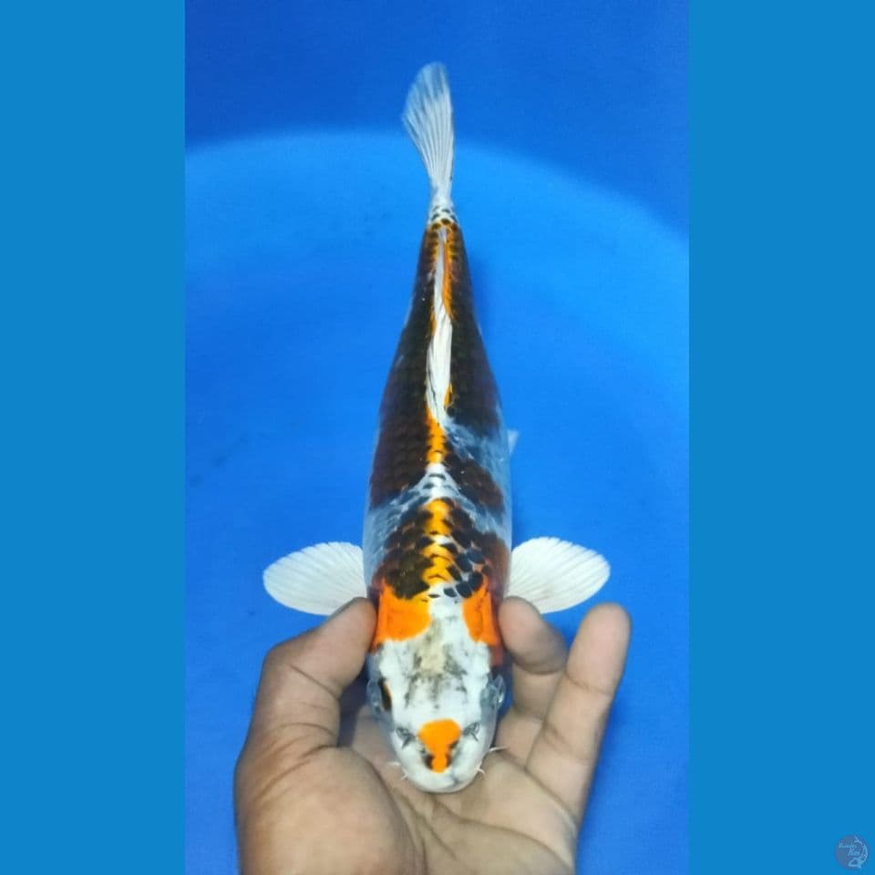 KUJAKU 33CM