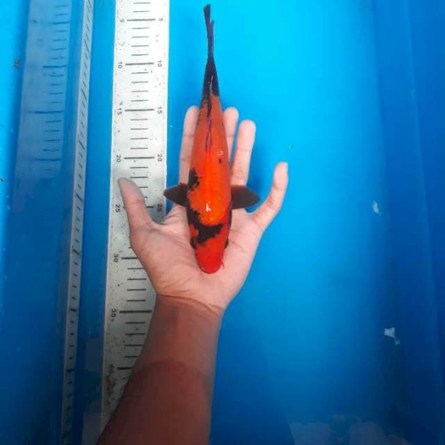 Hi utshuri merah strong