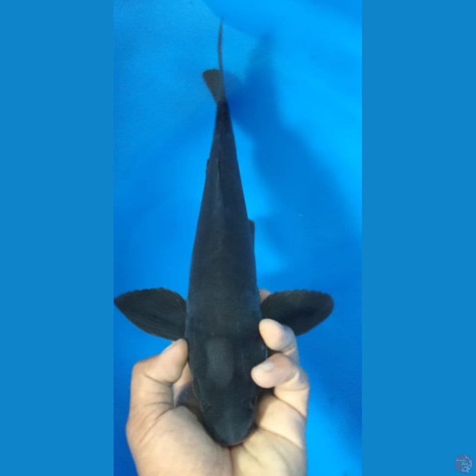 KARASU 35CM