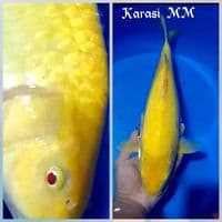 Karasi mata merah 40cm 